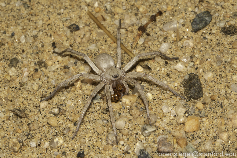 Desert Biogeography of Joshua Tree National Park